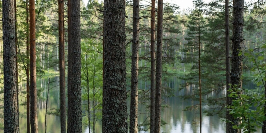 Stora Enzo's New water programme in Finland complements actions to strengthen forestry operations